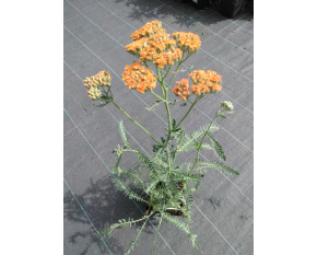 Achillea millefolium ‘Terracotta’