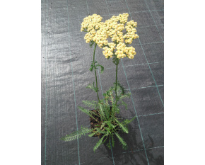 Achillea millefolium ‘Terracotta’