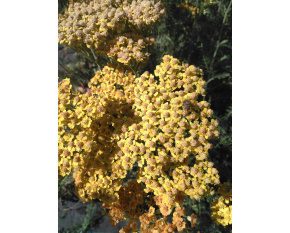 Achillea millefolium ‘Terracotta’