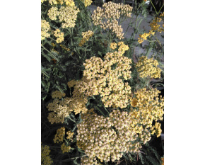 Achillea millefolium ‘Terracotta’