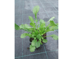 Leucanthemum vulgare ‘May Queen’