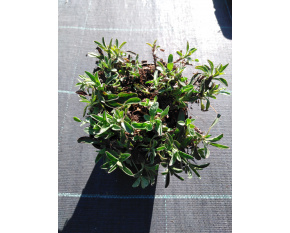 Veronica spicata ‘Nana Blauteppich’