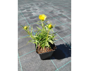 Inula ensifolia