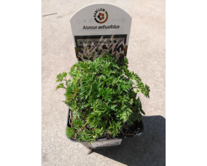 Aruncus aethusifolius