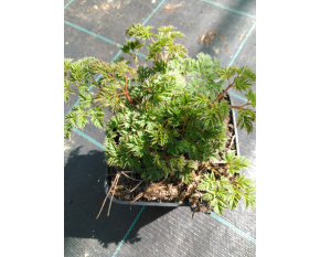 Aruncus aethusifolius