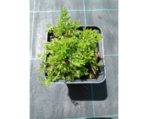 Aruncus aethusifolius