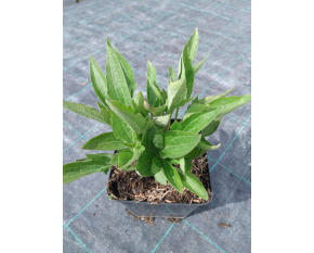 Rudbeckia subtomentosa ‘Little Henry’