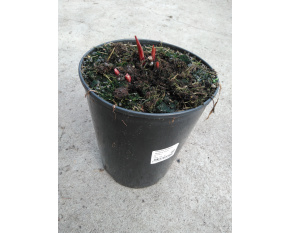 Paeonia lactiflora ‘Bowl of Love’