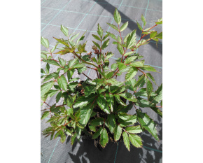 Astilbe ‘Raspberry’