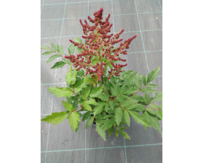 Astilbe ‘Raspberry’