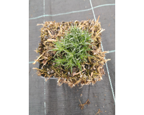 Phlox douglasii ‘Ochsenblut’