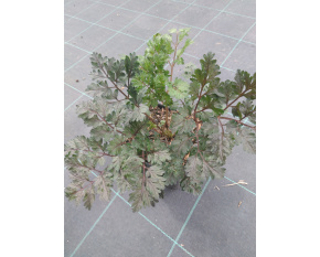 Anthriscus sylvestris ‘Ravenswing’