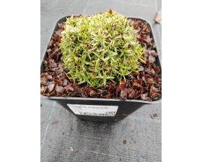 Dianthus subacaulis ‘Vera’