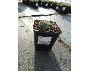 Dianthus subacaulis ‘Vera’