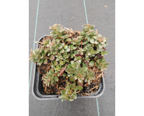 Sedum floriferum ‘Weihenstephaner Gold’