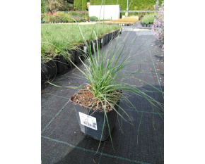 Bouteloua gracilis