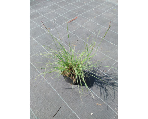 Bouteloua gracilis