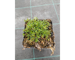 Thymus serpyllum ‘Coccineus’