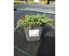 Thymus serpyllum ‘Coccineus’