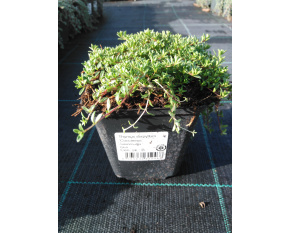 Thymus serpyllum ‘Coccineus’