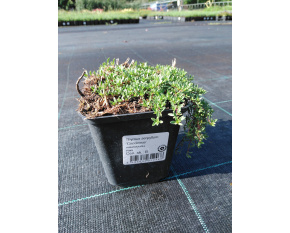 Thymus serpyllum ‘Coccineus’