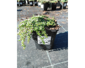Thymus serpyllum ‘Coccineus’