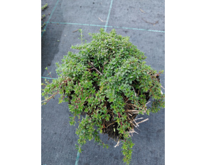Thymus serpyllum ‘Coccineus’