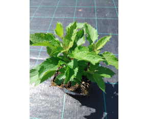 Eupatorium maculatum ‘Atropurpureum’