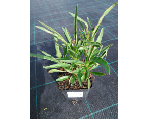 Coreopsis lanceolata ‘Sterntaler’