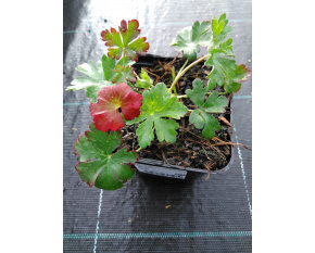 Geranium  x cantabrigiense ‘Biokovo’