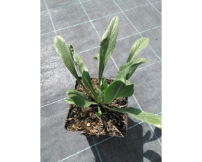 Scabiosa caucasica ‘Perfecta’