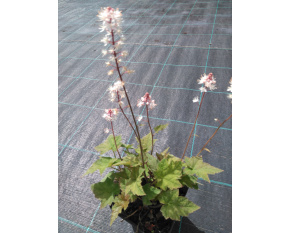 Tiarella wherryi