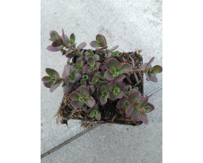Sedum ‘Sunsparkler Cherry Tart’