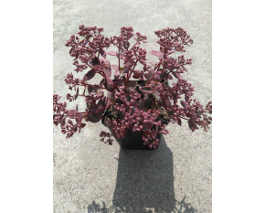 Sedum ‘Sunsparkler Cherry Tart’