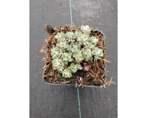 Sedum spathulifolium ‘Cape Blanco’