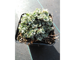 Sedum spathulifolium ‘Cape Blanco’