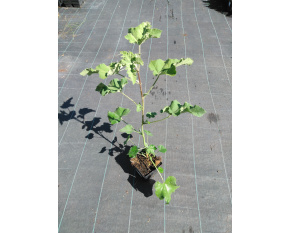 Lavatera olbia ‘Rosea’