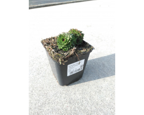 Saxifraga x arendsii ‘Harder Zwerg’