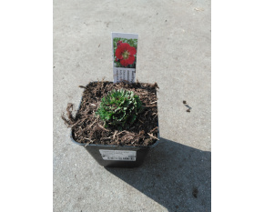 Saxifraga x arendsii ‘Harder Zwerg’