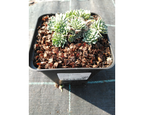 Saxifraga ‘Portae’