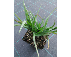 Tradescantia andersoniana ‘Zwanenburg Blue’