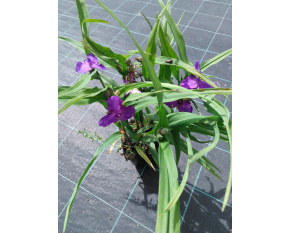 Tradescantia andersoniana ‘Zwanenburg Blue’