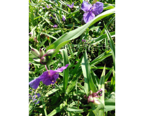 Tradescantia andersoniana ‘Zwanenburg Blue’