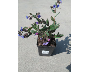 Pulmonaria ‘Blue Ensign’