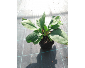 Pulmonaria ‘Blue Ensign’