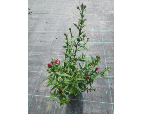 Aster novi-belgii ‘Crimson Brocade’