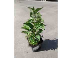 Agastache foeniculum