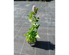 Agastache foeniculum