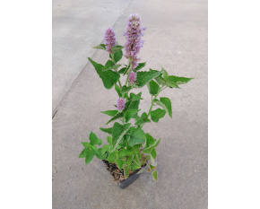 Agastache foeniculum