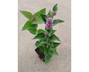 Agastache foeniculum